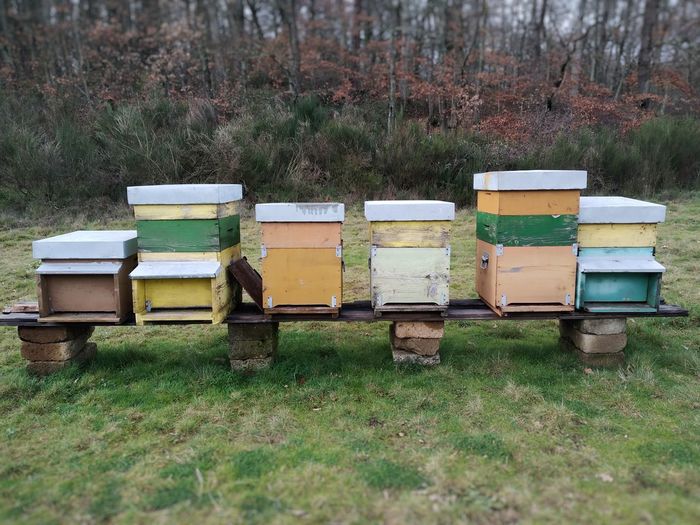 Houses of bees in countryside,are located on green field , healthy honey, organic farm, beekeeping.