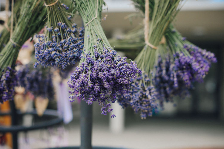 Lavender bouquets hanging outdoors
