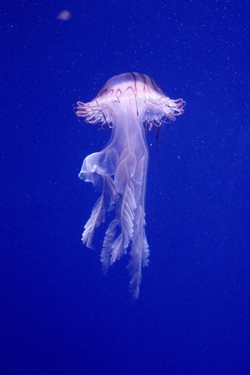 Jellyfish elegance