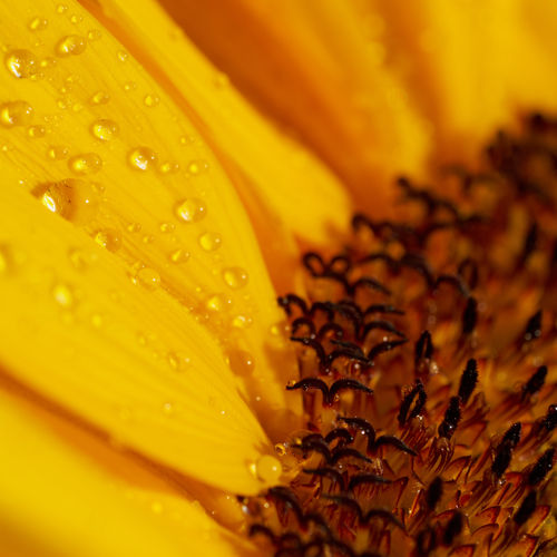 Close-up of raindrops on yellow flower