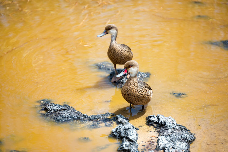 White-cheeked pintail ducks in pond