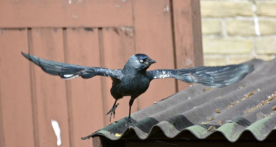 Close-up of jackdaw by roof