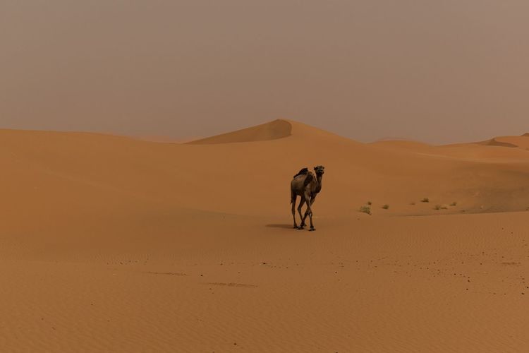 Sahara desert in morocco