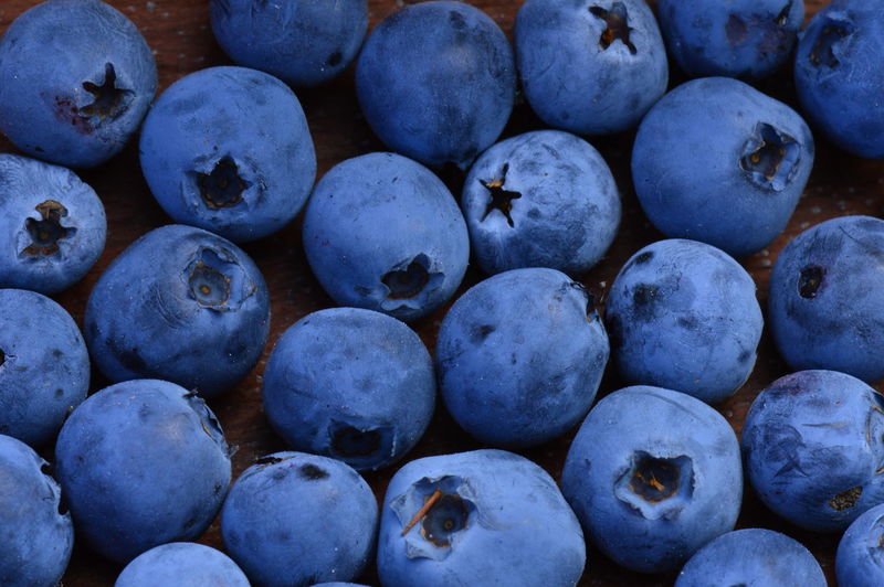 Blueberry ripe large berry harvest of forest summer marsh
