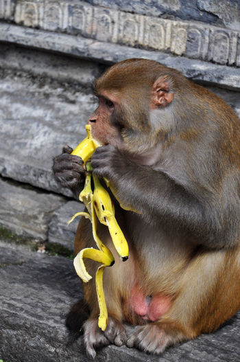 Monkey eating banana at temple