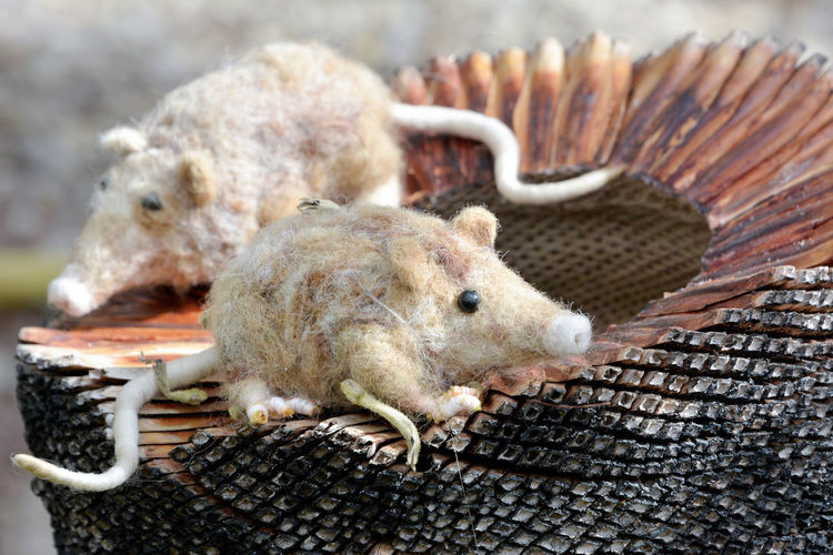 National botanical gardens wales stuffed mice