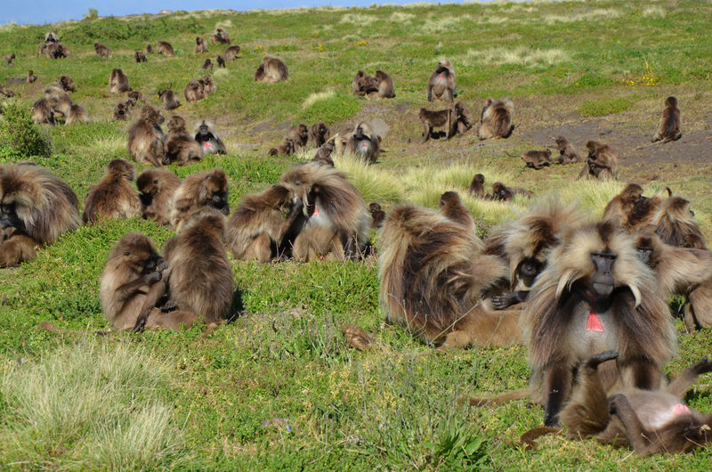 Group of bleeding heart monkeys