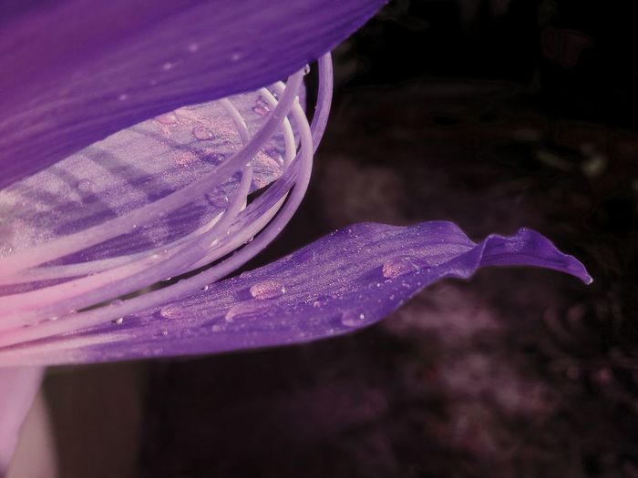 Close-up of purple flower floating on water