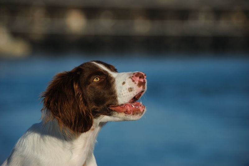 Alert brittany spaniel dog looking up