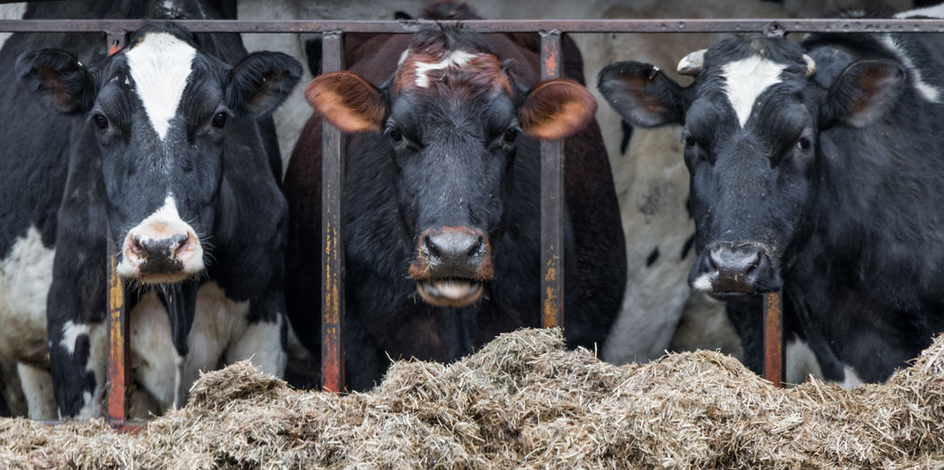 Portrait of cows in farm