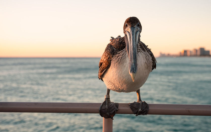 Close-up of pelican perching on railing against sea