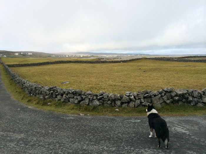Rear view of dog standing on road by stone wall against sky
