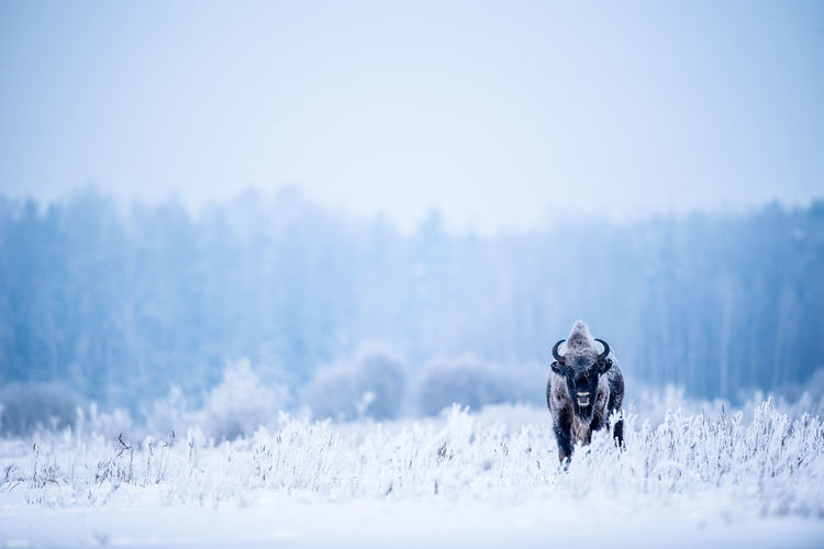 View of dog on snow covered land