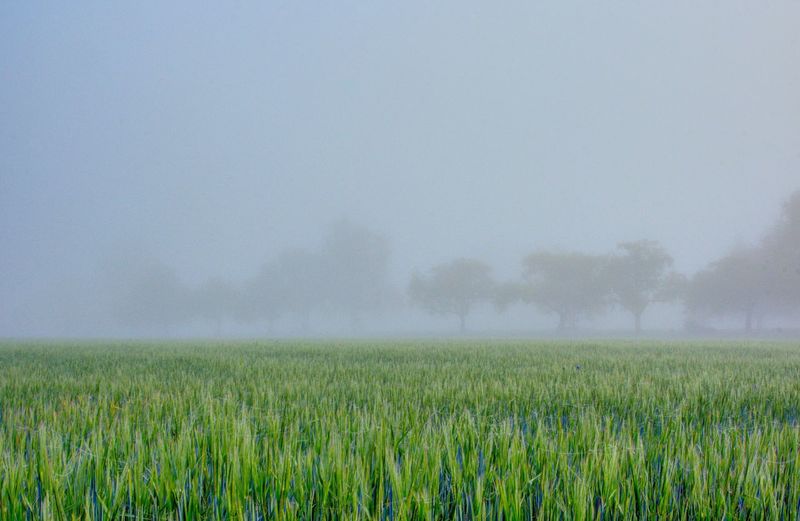 Scenic view of field against sky during foggy weather