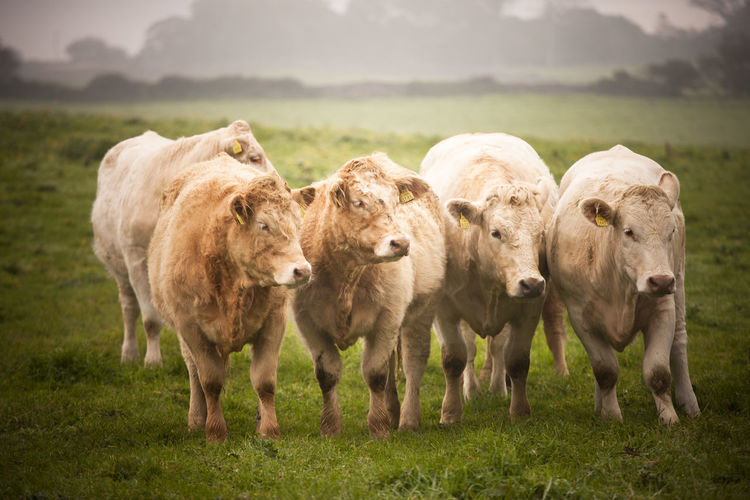 Cattle standing in a field