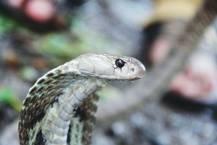Close-up of snake on ground