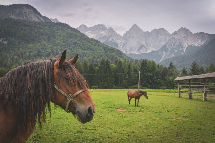 Horses on grassy field against mountains