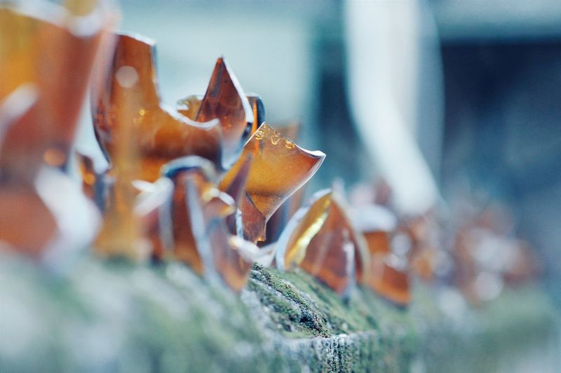 Close-up of plant against blurred background