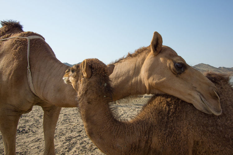 Two camels cuddling each other at a desert in outskirts of makkah
