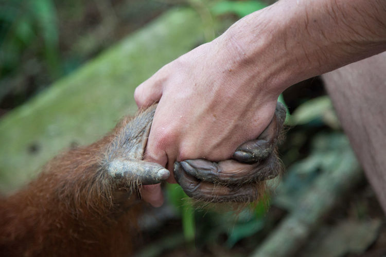 Close-up of man holding orangutan hand