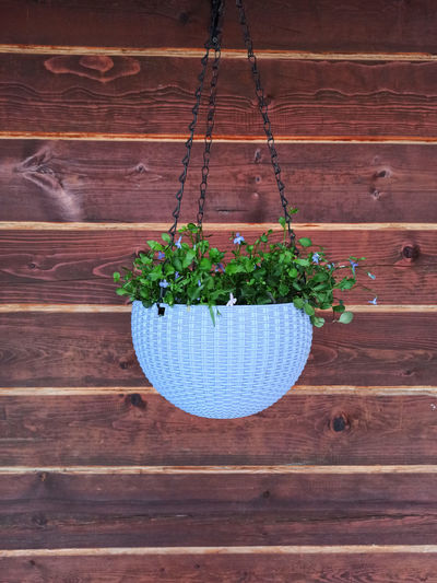 High angle view of potted plant hanging on wooden wall