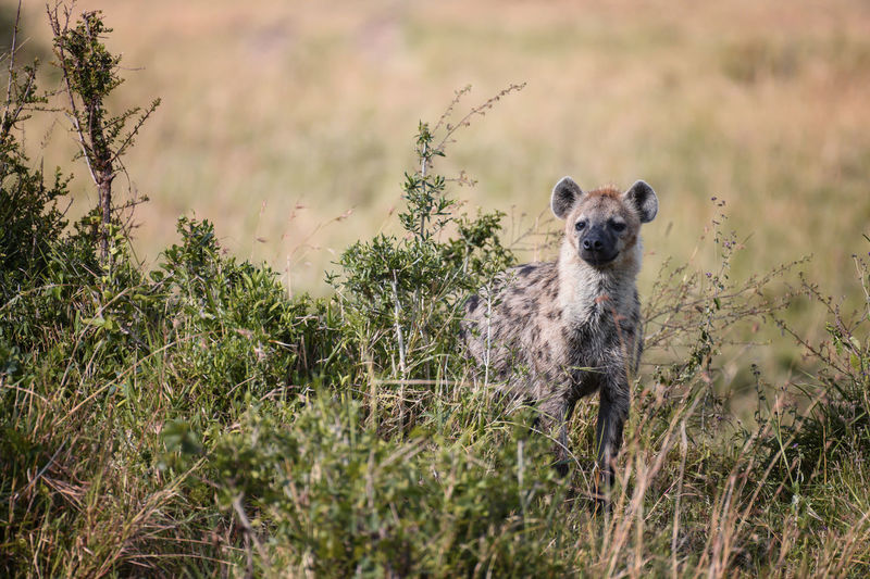Close-up of hyena on land