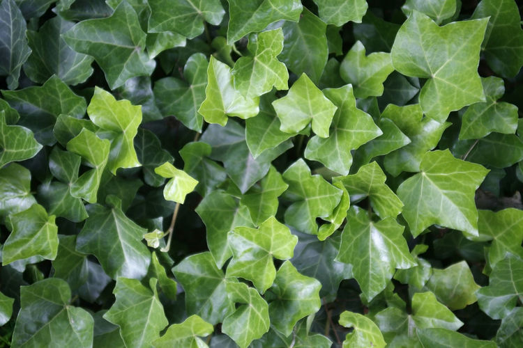 High angle view of leaves