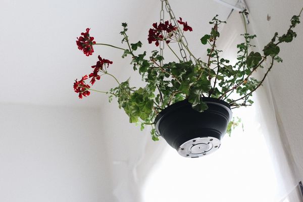 Low angle view of potted plant hanging against wall
