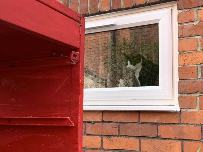 Cat  in window with wall, looking at red paint drying