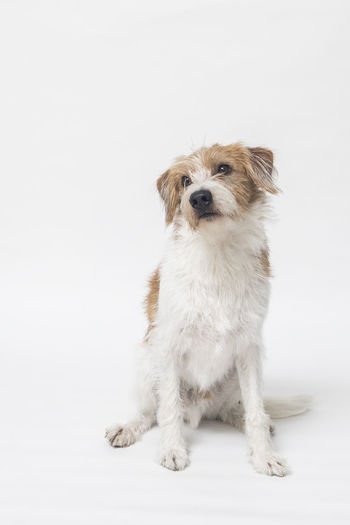 Portrait of dog against white background