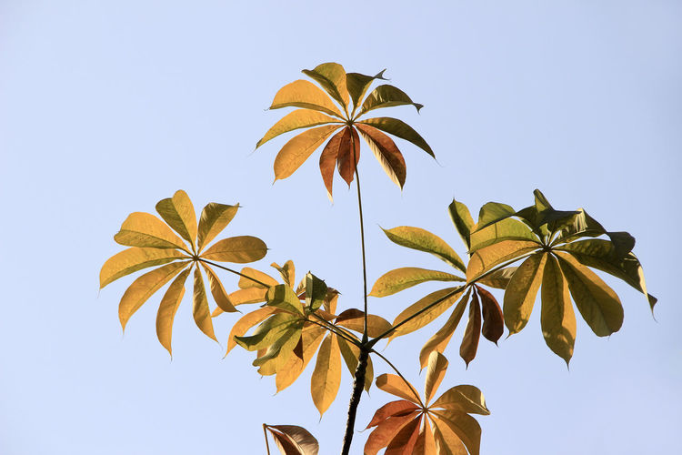 Close-up of leaves against clear sky