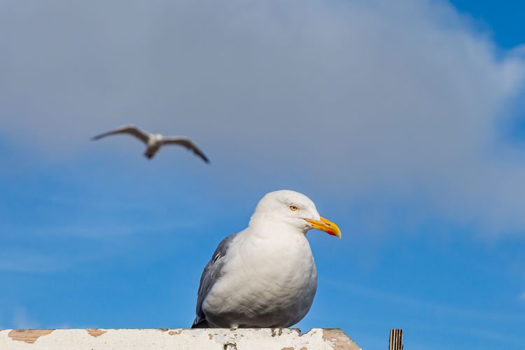 Low angle view of seagull perching on a wall