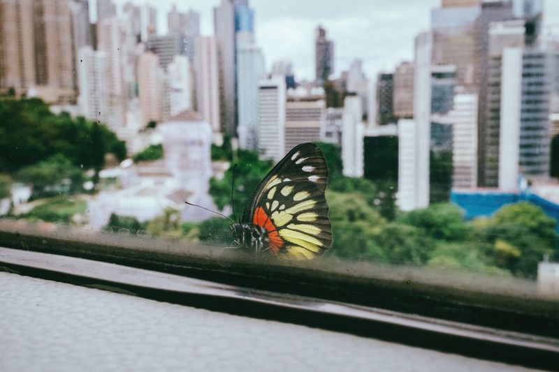 Close-up of butterfly perching on city