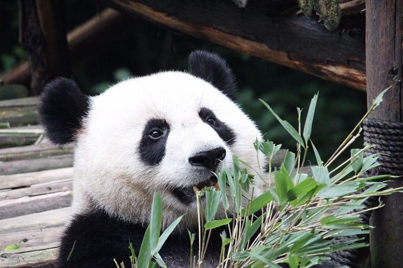 Close-up of panda
