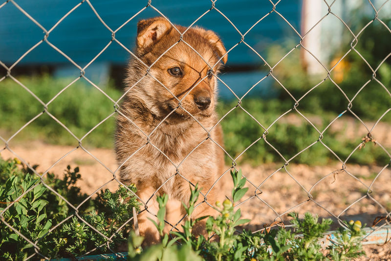 A lonely puppy looks through the metal fence of the shelter