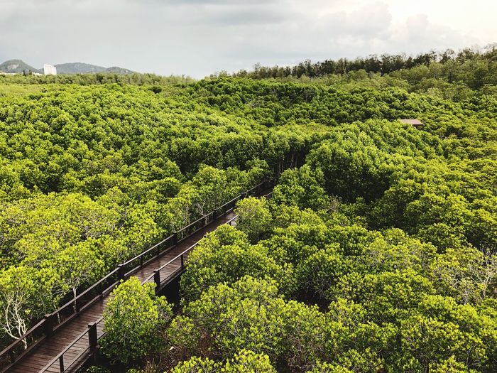 High angle view of plants growing on land against sky