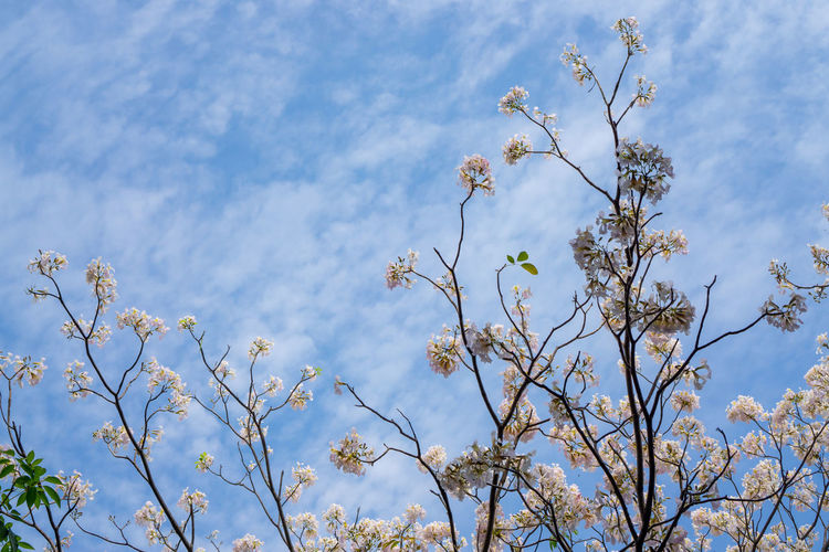 White trumpet shrub flowering tree blossom on green leaves under clouds and blue sky background