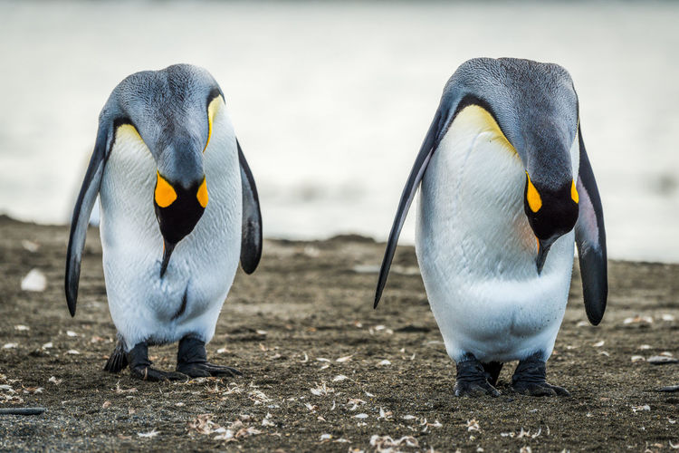 Two king penguins preening stomachs on beach