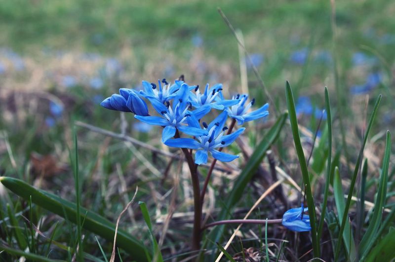 Close-up of blue flowers blooming on field
