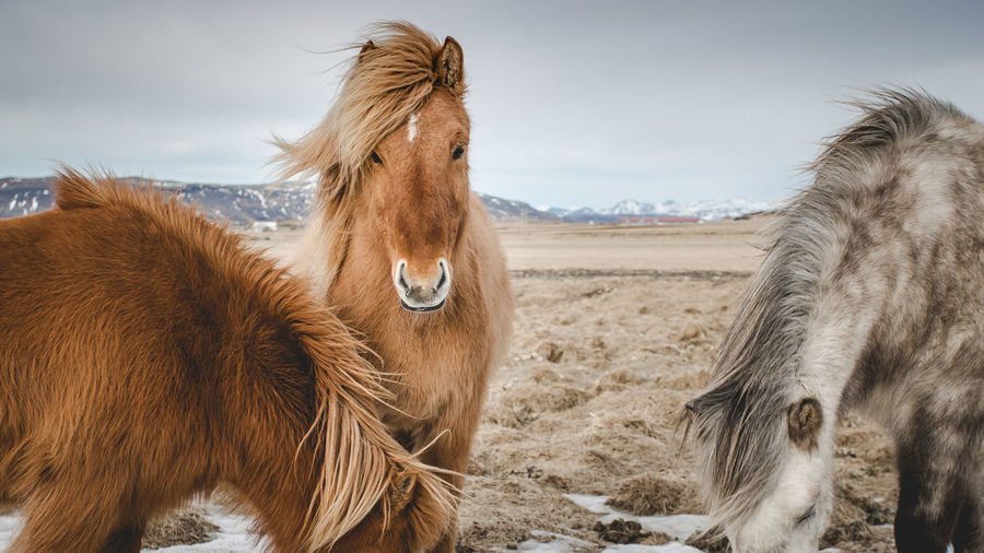 Icelandic horses on field against sky