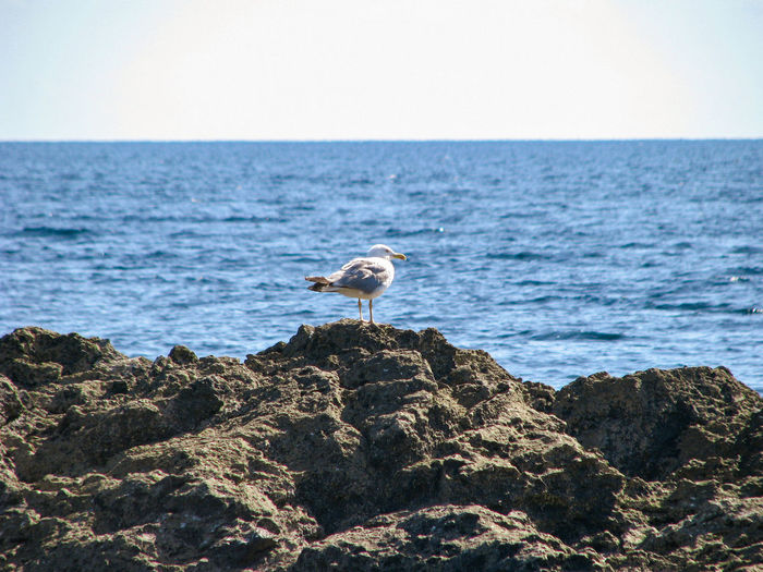Seagull on rock in sea against sky