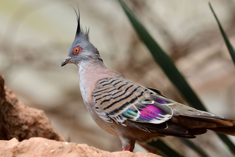 Portrait of a crested pigeon perching on a rock