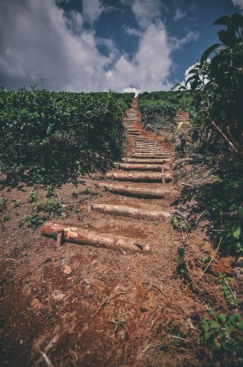 Low angle view of ladder amidst plants against cloudy sky at cameron highlands