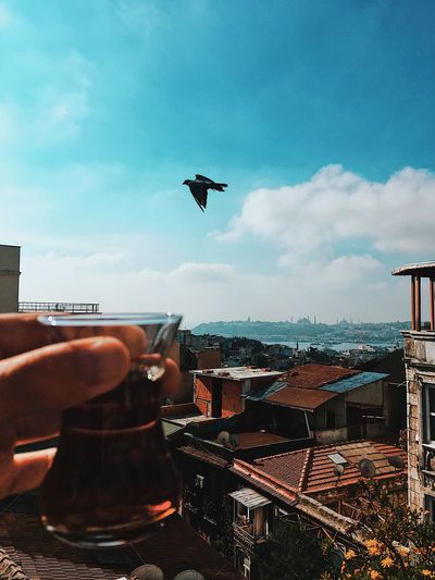 Seagull flying in city