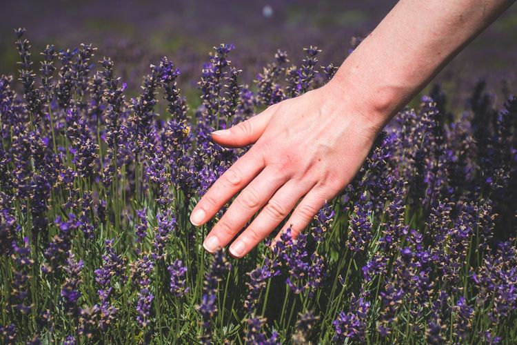 Close-up of hand touching purple flowers on field