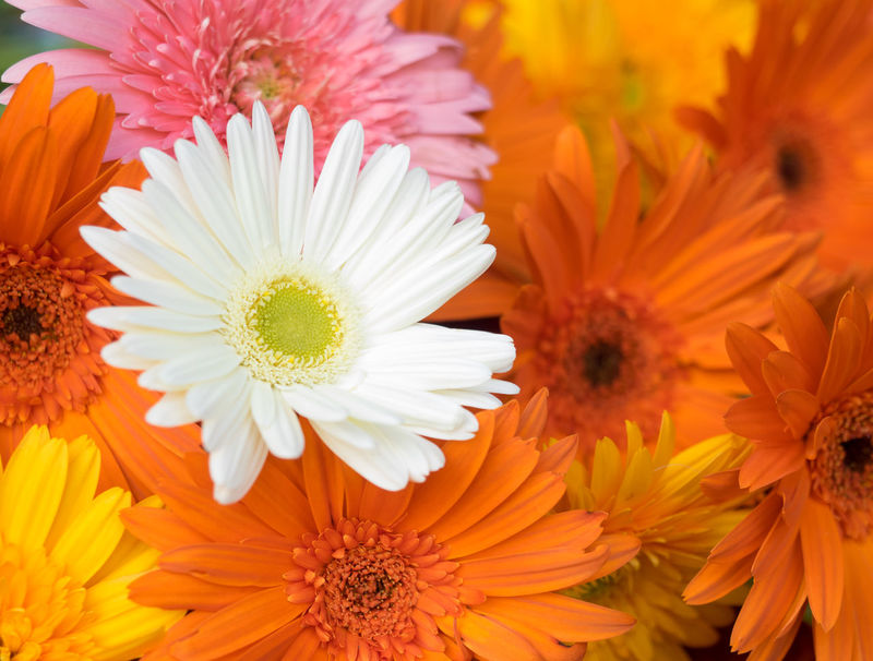 Page 2 of Gerbera Daisies pictures | Curated Photography on EyeEm