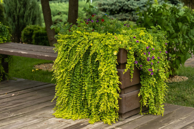 Close-up of plants