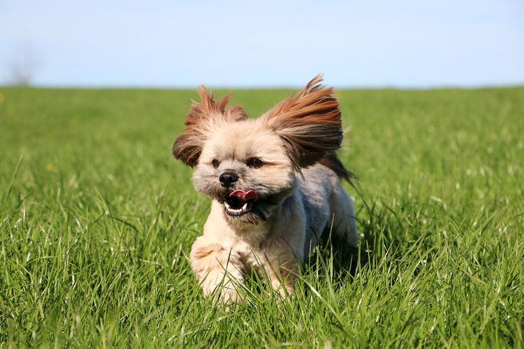 Portrait of dog on grass