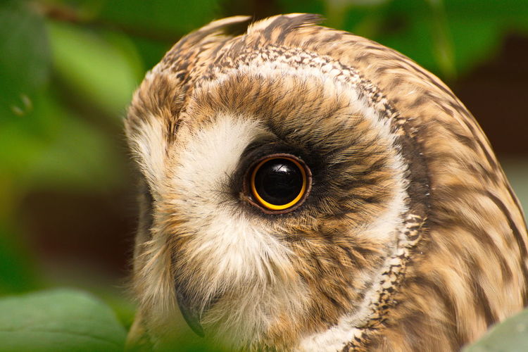 Close-up of owl at hirschfeld wildlife park