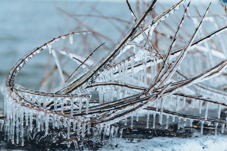 Close-up of icicles on plant